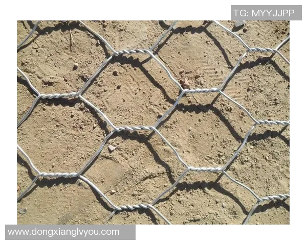 深圳极限运动队的区域防守策略揭秘与深度分析